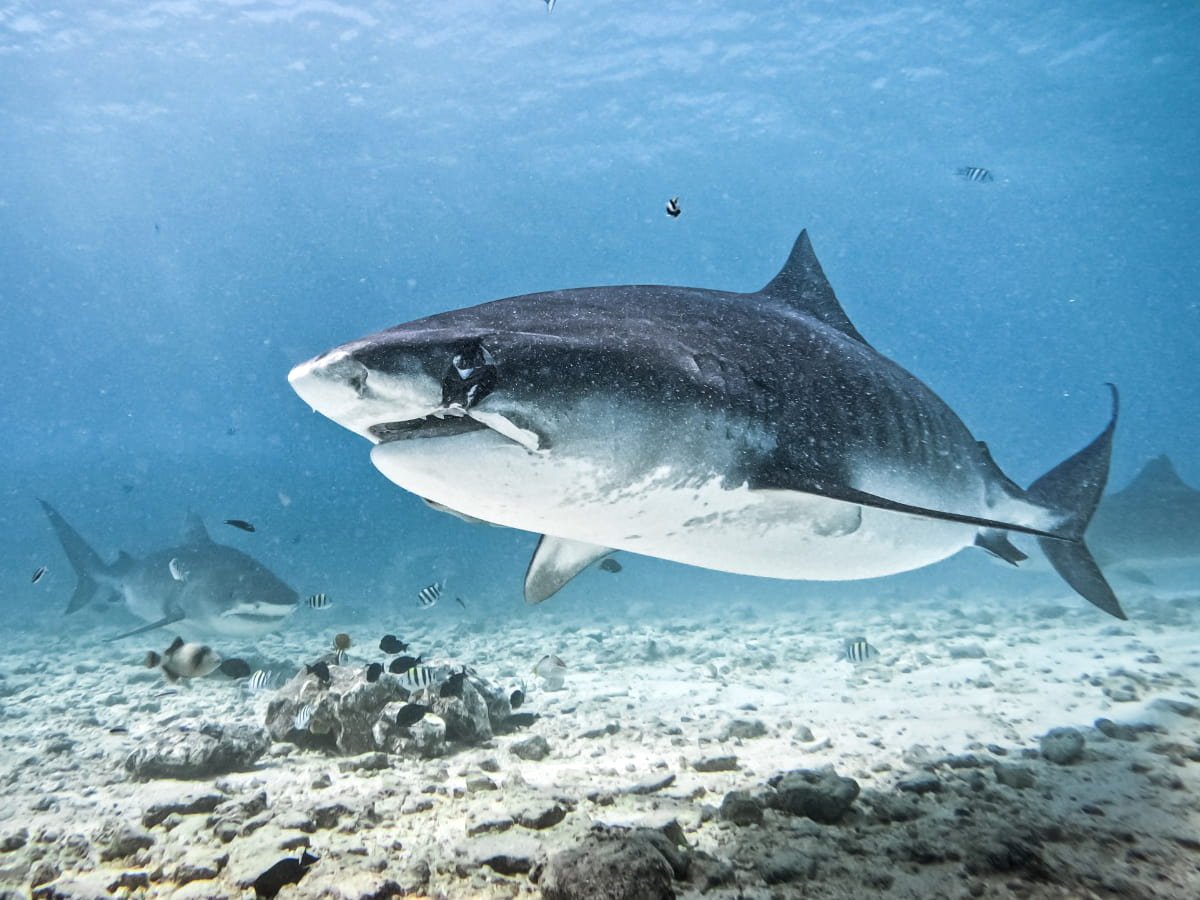 Tiger shark diving Fuvahmulah